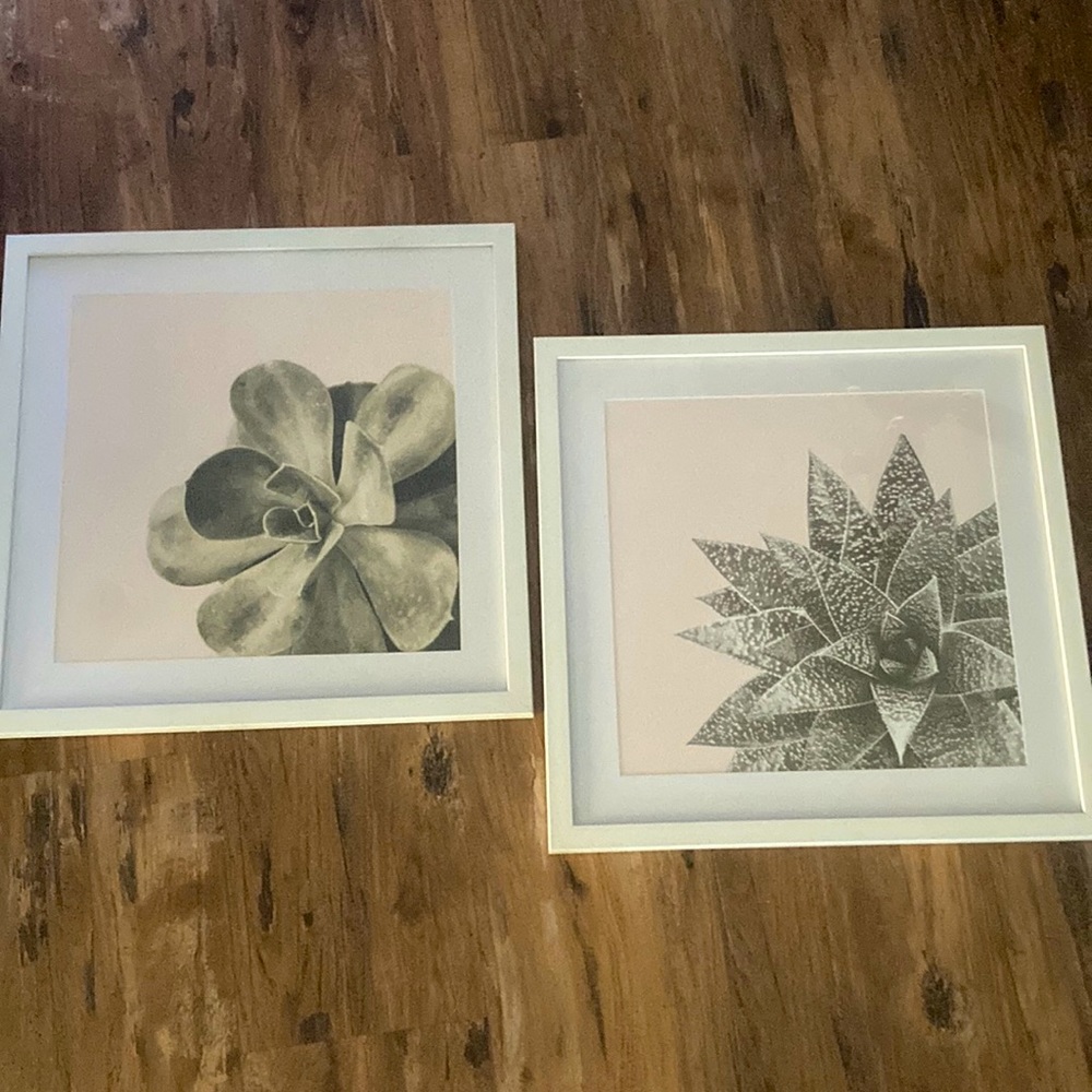Set of Succulent Pictures